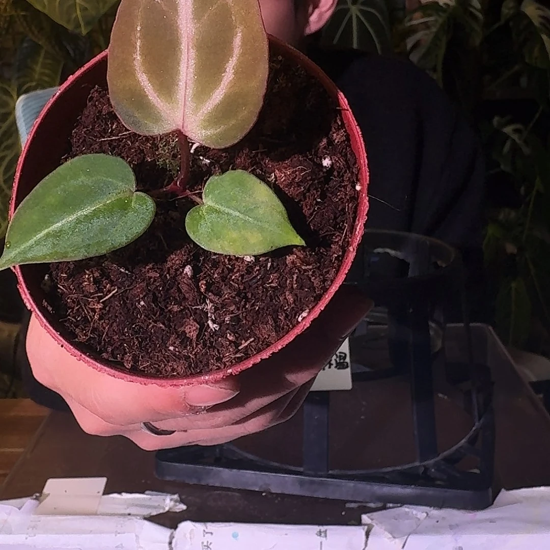 不开花植物C40粉色面纱杂红水晶