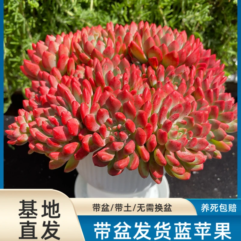 云南多肉植物蓝苹果多肉送全新罗密盆和底座带盆栽好发货