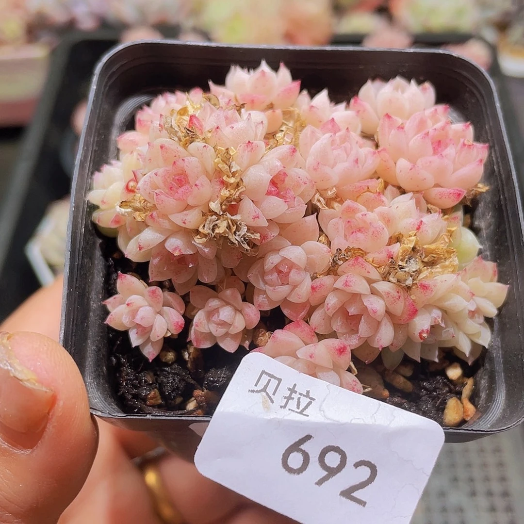 692带盆土精品多肉一物一拍