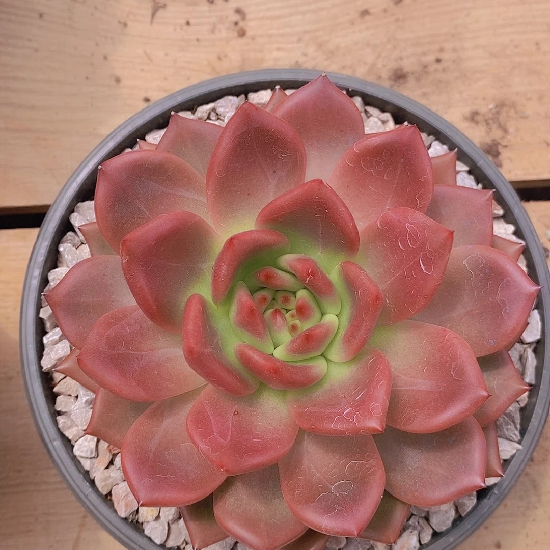 多肉植物韩版钻石
