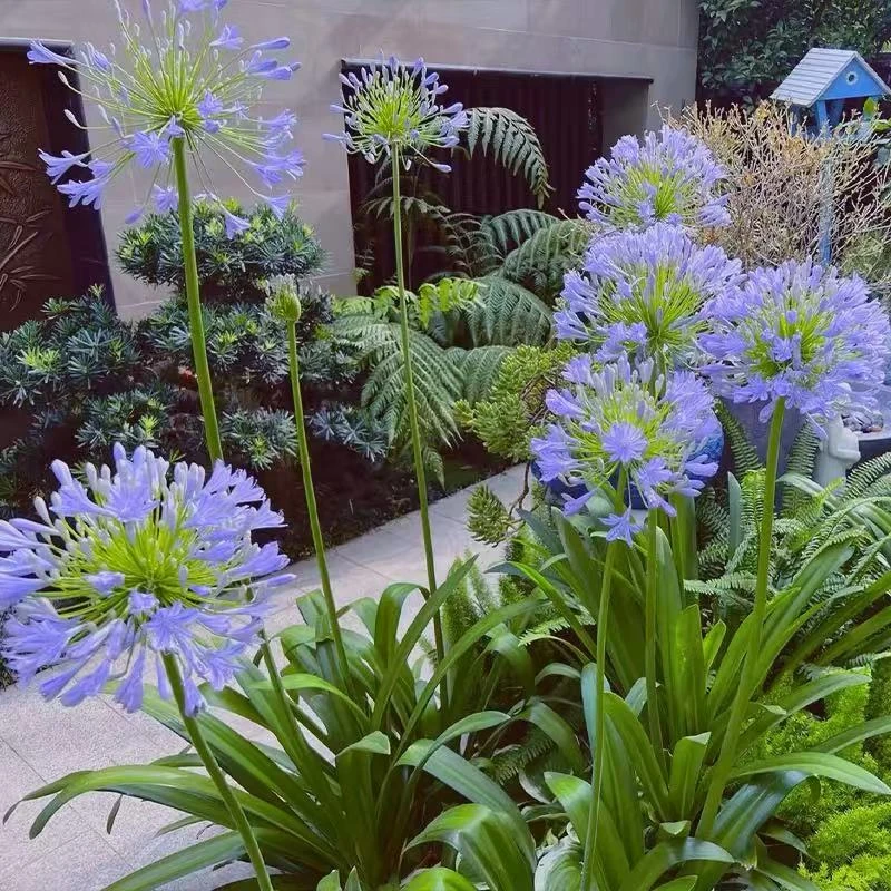 百子莲盆栽花苗花卉宿根植物好养易活庭院阳台观赏花卉耐热