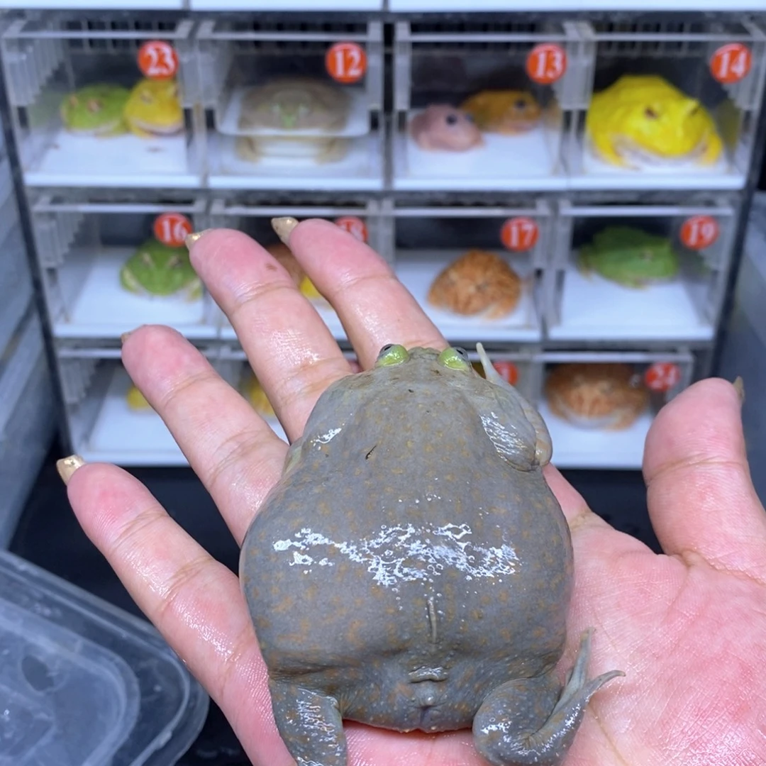 角蛙恭喜发财大吉大利