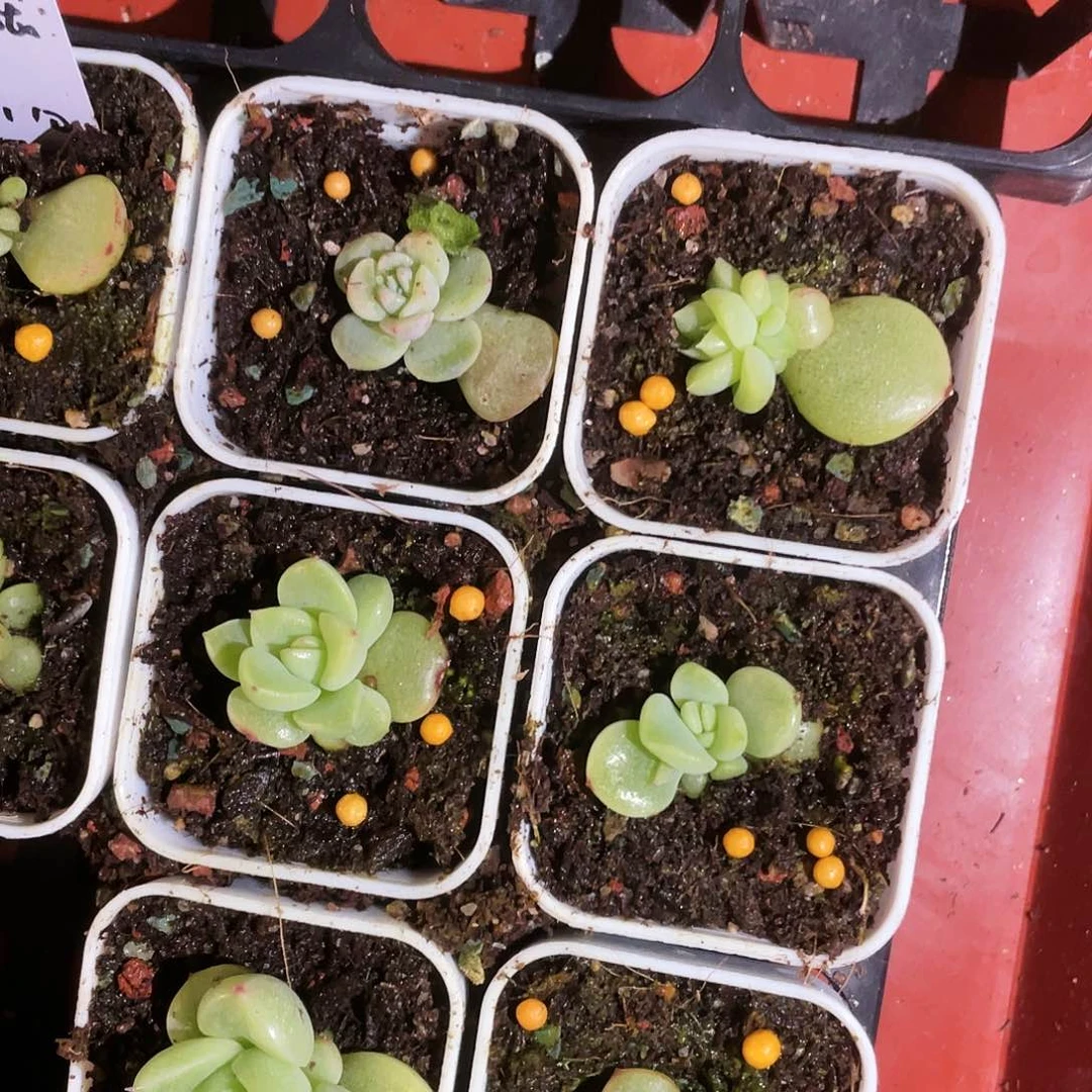 玉玲珑中盆一个满25包邮