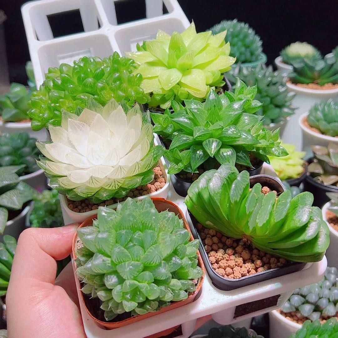 6件套多肉多肉多肉多肉