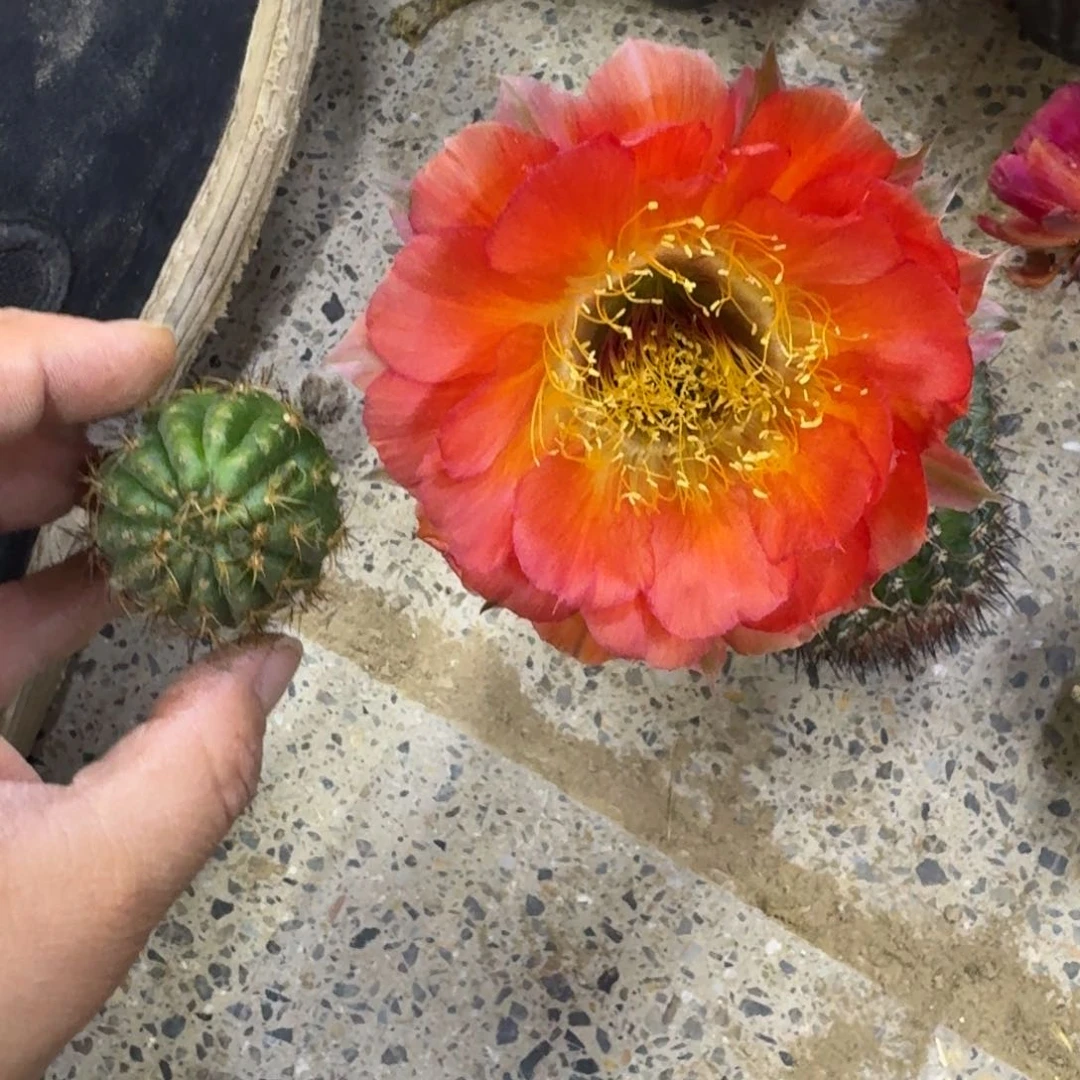 320丽花Ky 1537歪无根侧牙3公分左右，20包邮