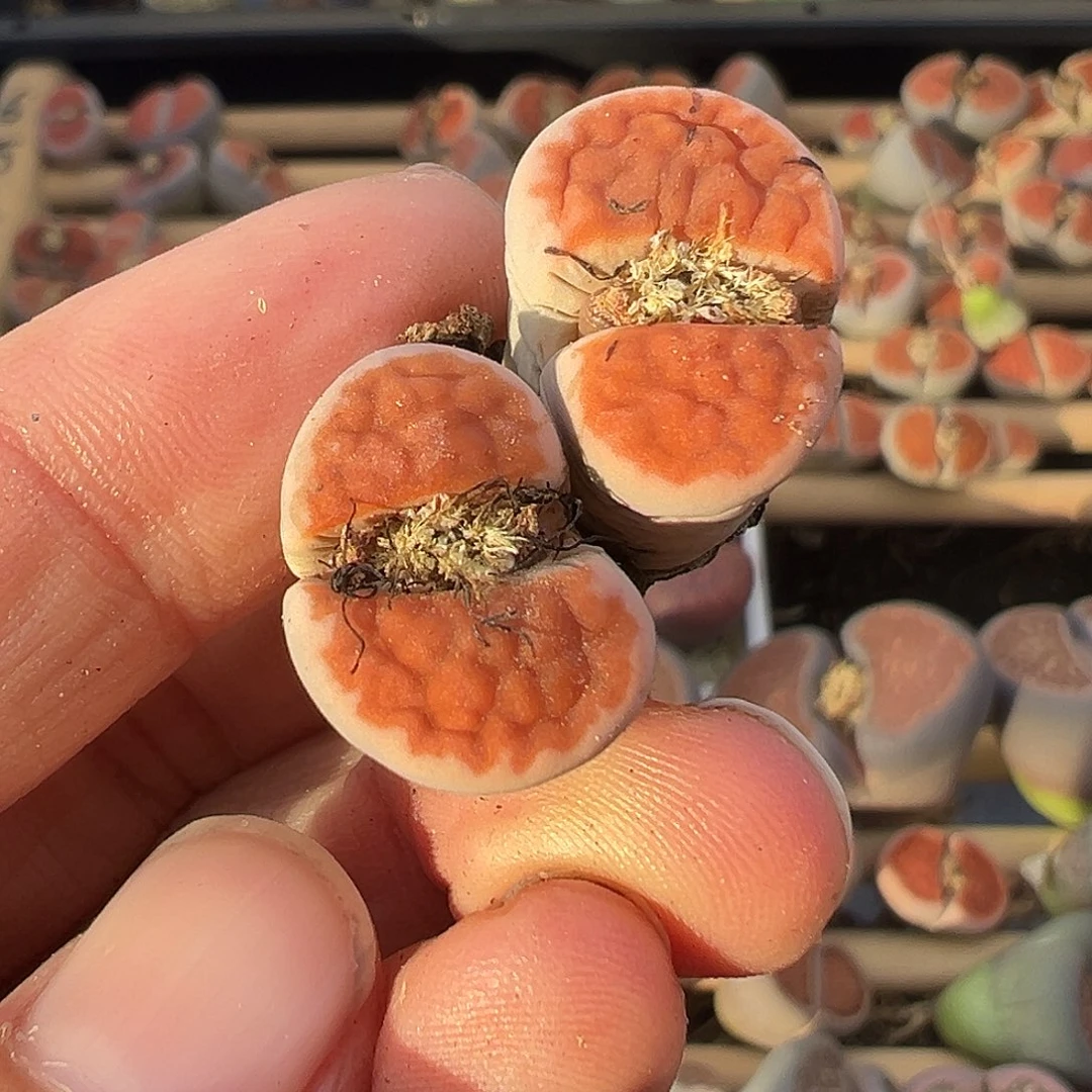 1558生石花清11111111111111111