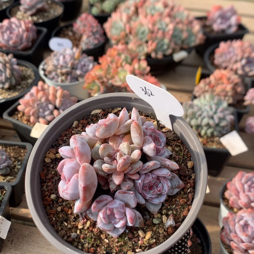 八厘米六头有砍红宝石溏心油透脸石榴籽 捧花 六头 362