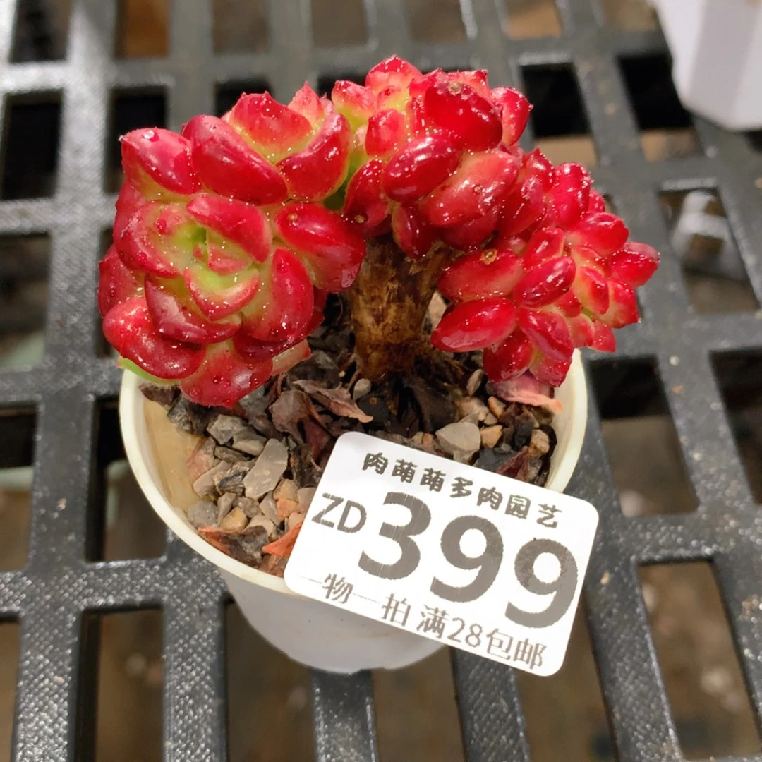 肉萌萌拇指盆精控多肉ZD399