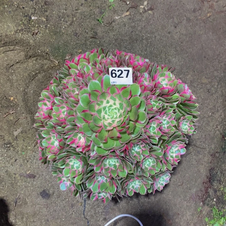 孤***赏无花朵孔雀627 寄养