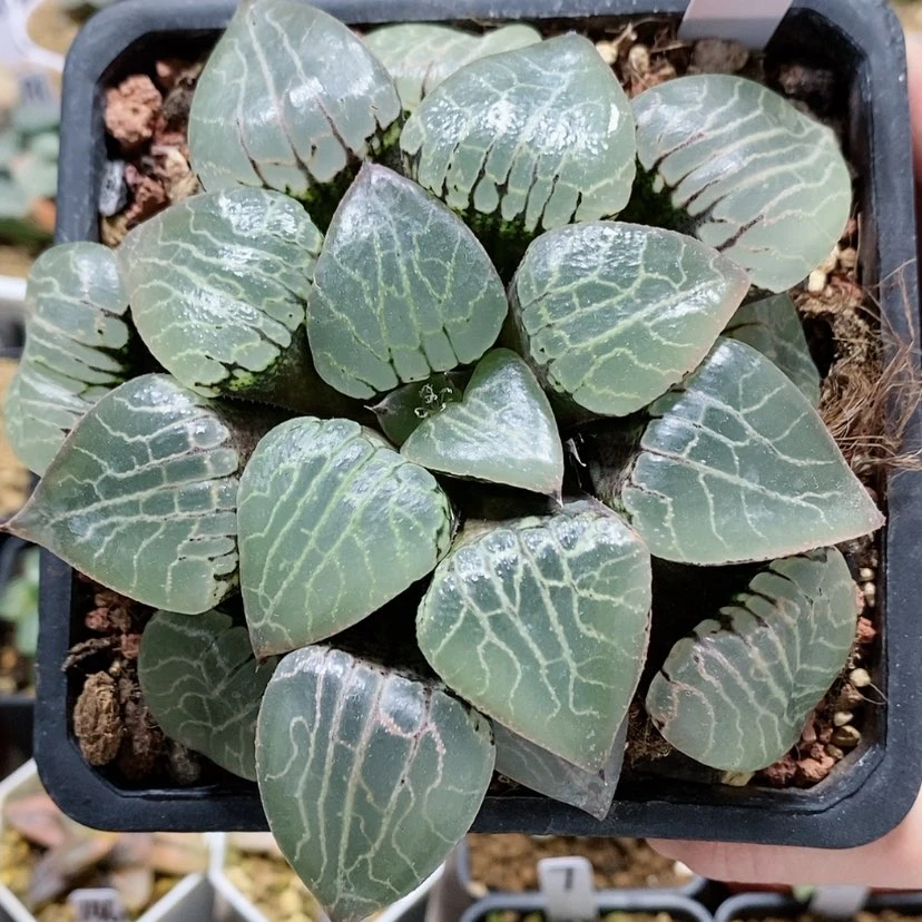 【闪购商品】78水晶101大母本