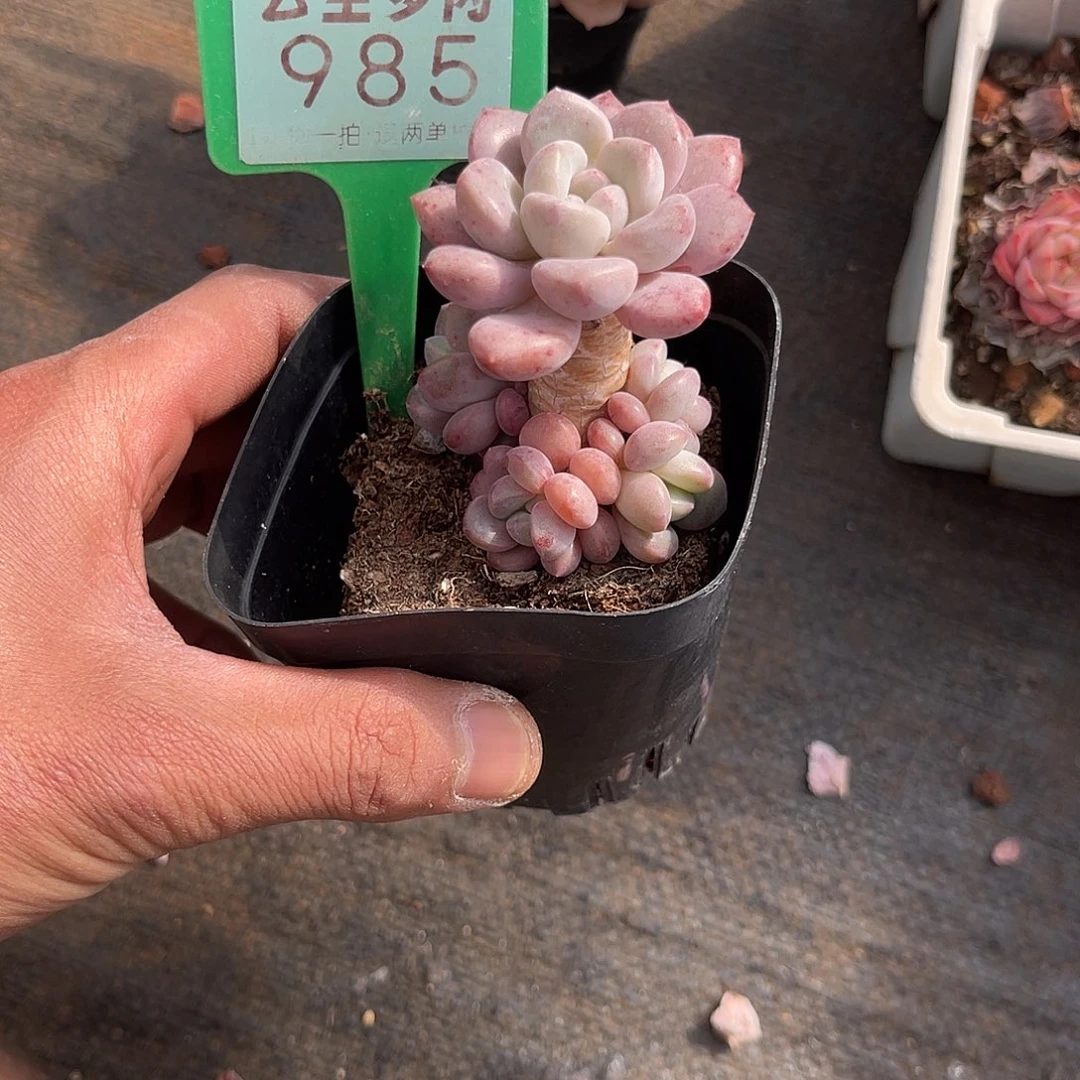 云尘多肉一物一拍 985,