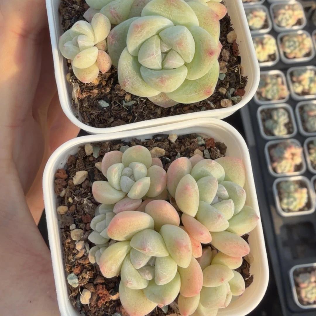 东篱下多肉植物哈哈哈哈