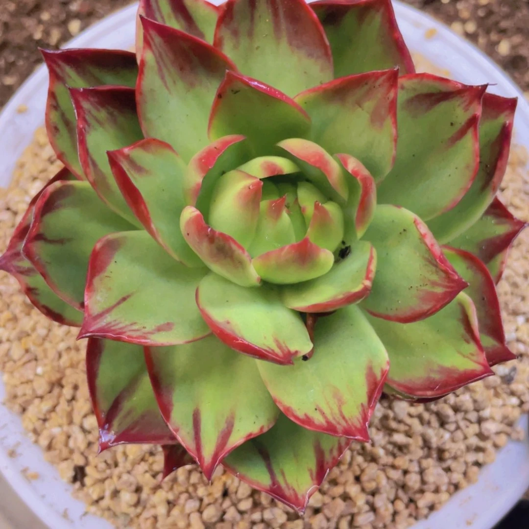 惊鸿仙子一物一拍