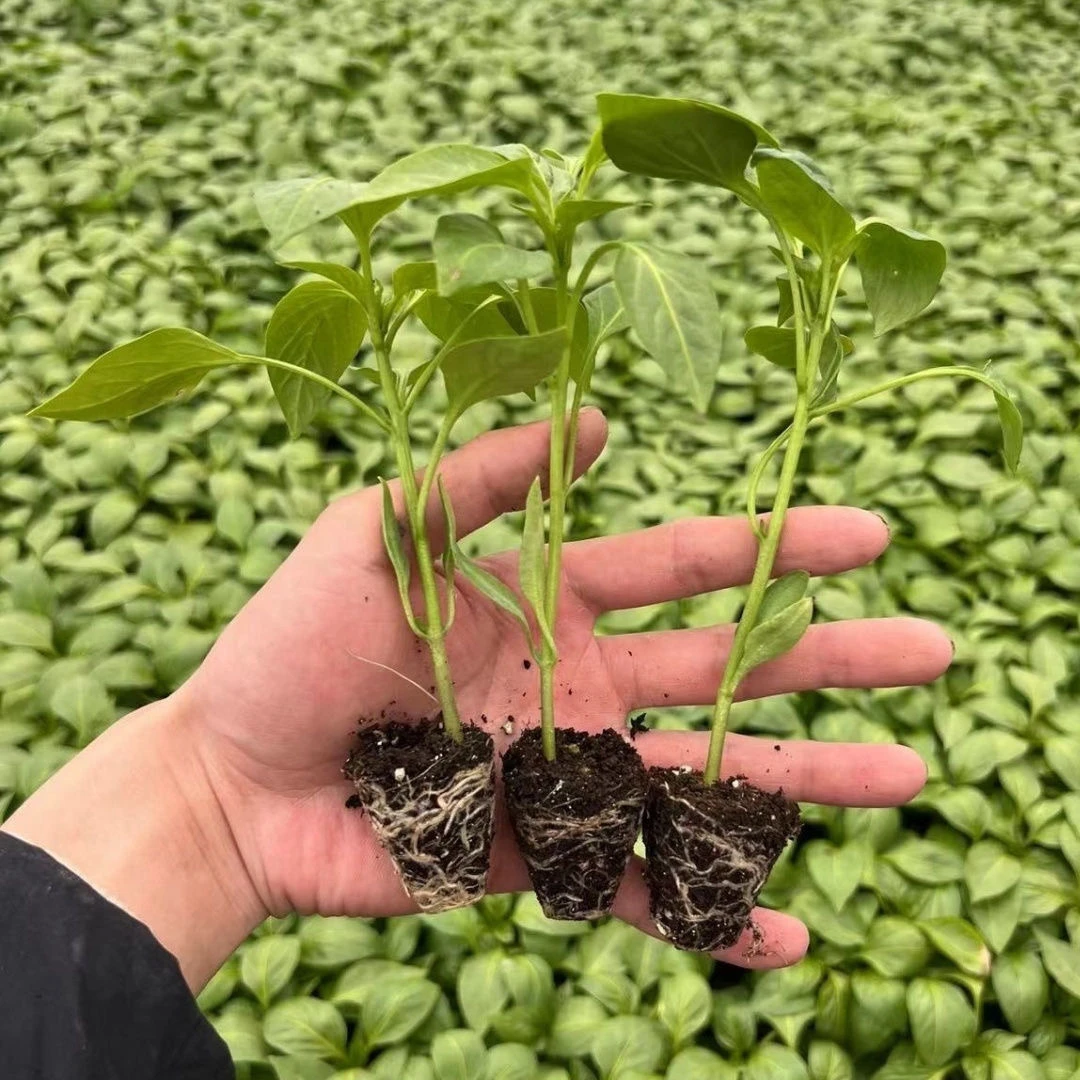 辣椒秧苗长线朝天椒皮椒牛角薄皮螺丝青椒高产盆栽蔬菜四季超长