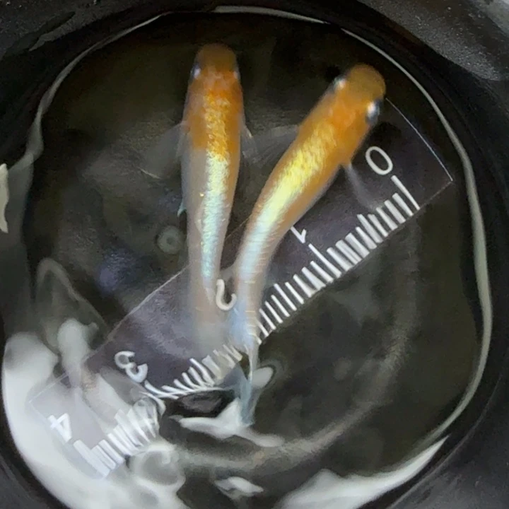 青鳉鱼红白赤壁53号