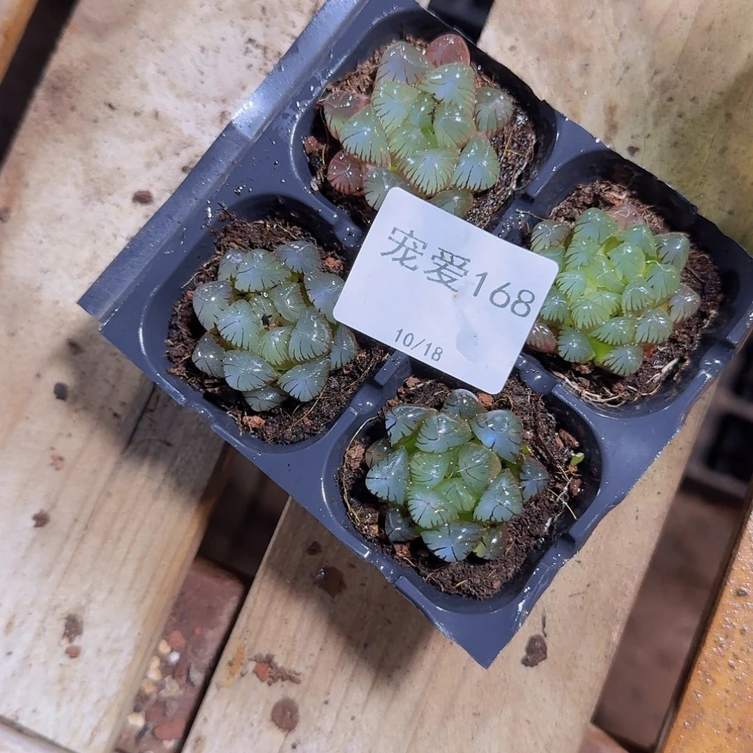 直播福利一物一拍168