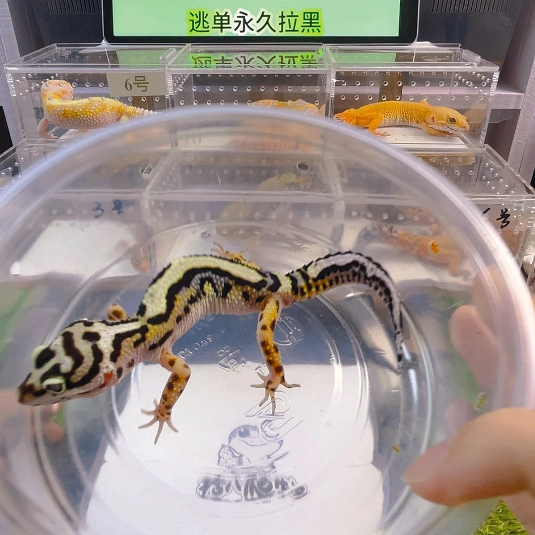 鳄鳞守宫守宫好看可爱迷人