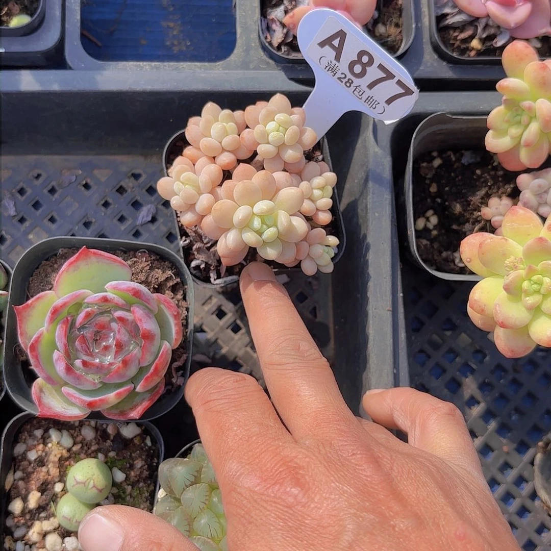 A877鱼子酱一物一拍