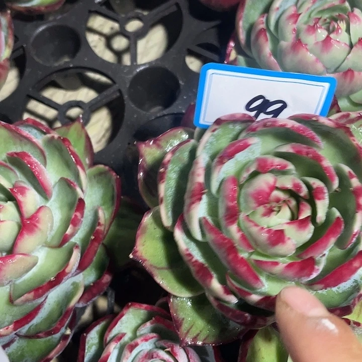 ****天99:://///:///://///