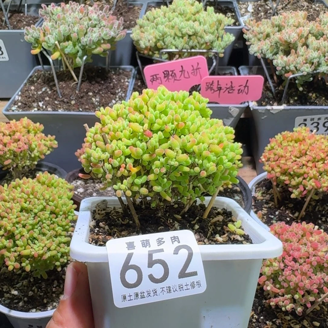 枝干番杏蜜橘糖球652