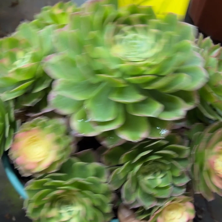 哈哈多肉葡萄努力827