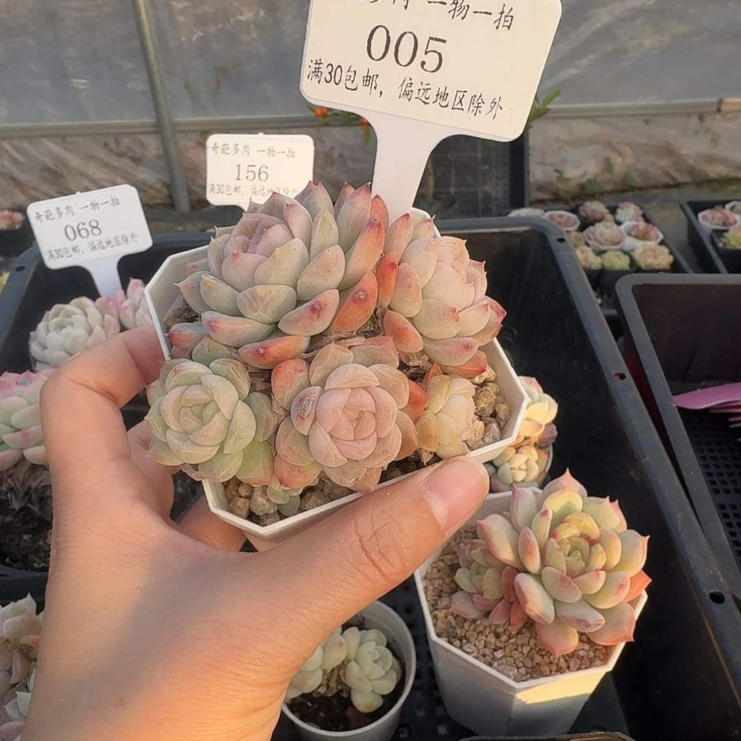 005 多肉脱土 群生不包整 30元包邮除偏远