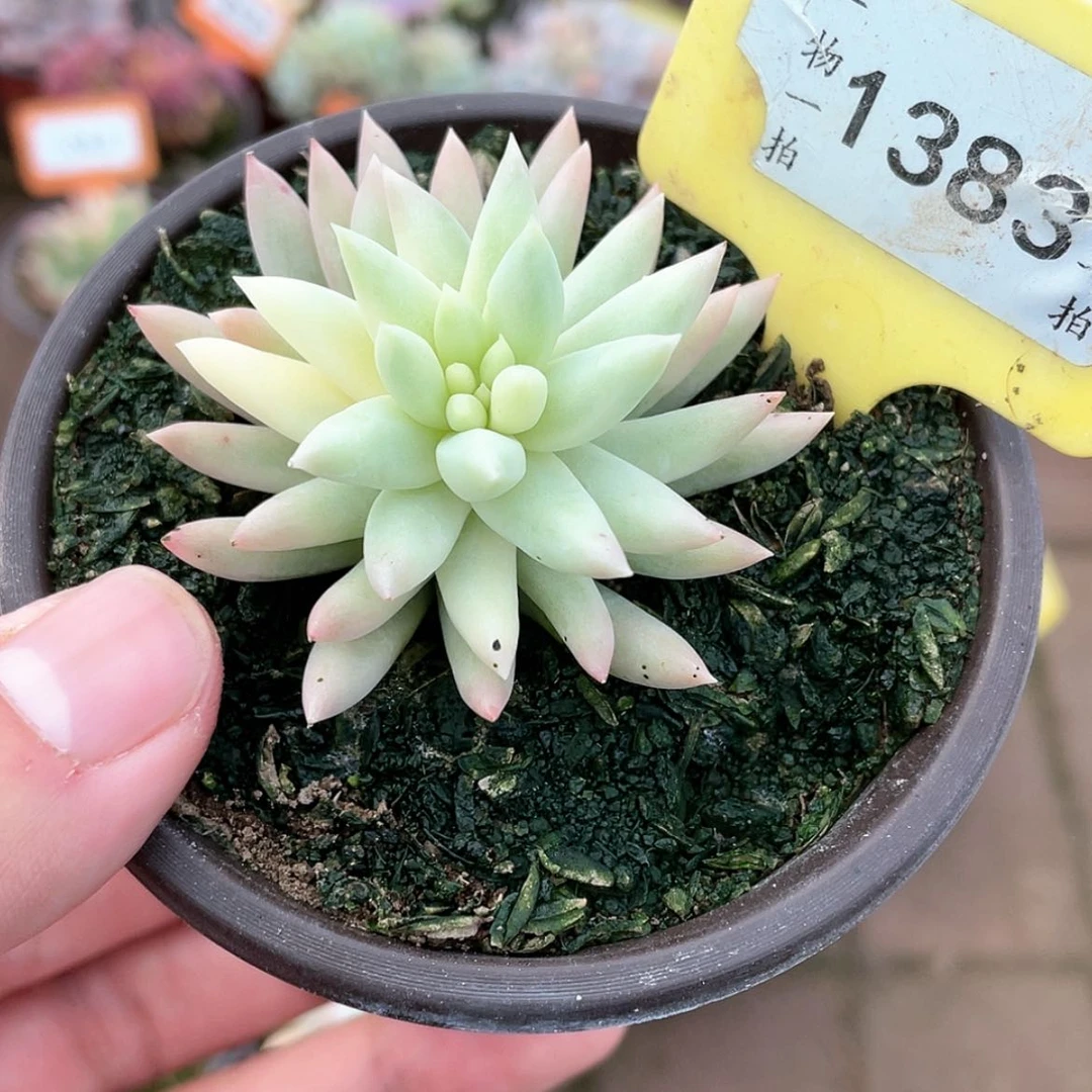 【闪购商品】1383号