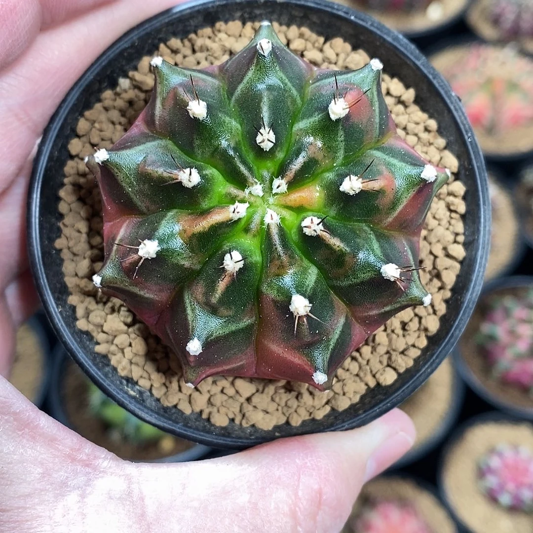 米哈仙人球乌贼b侧芽001