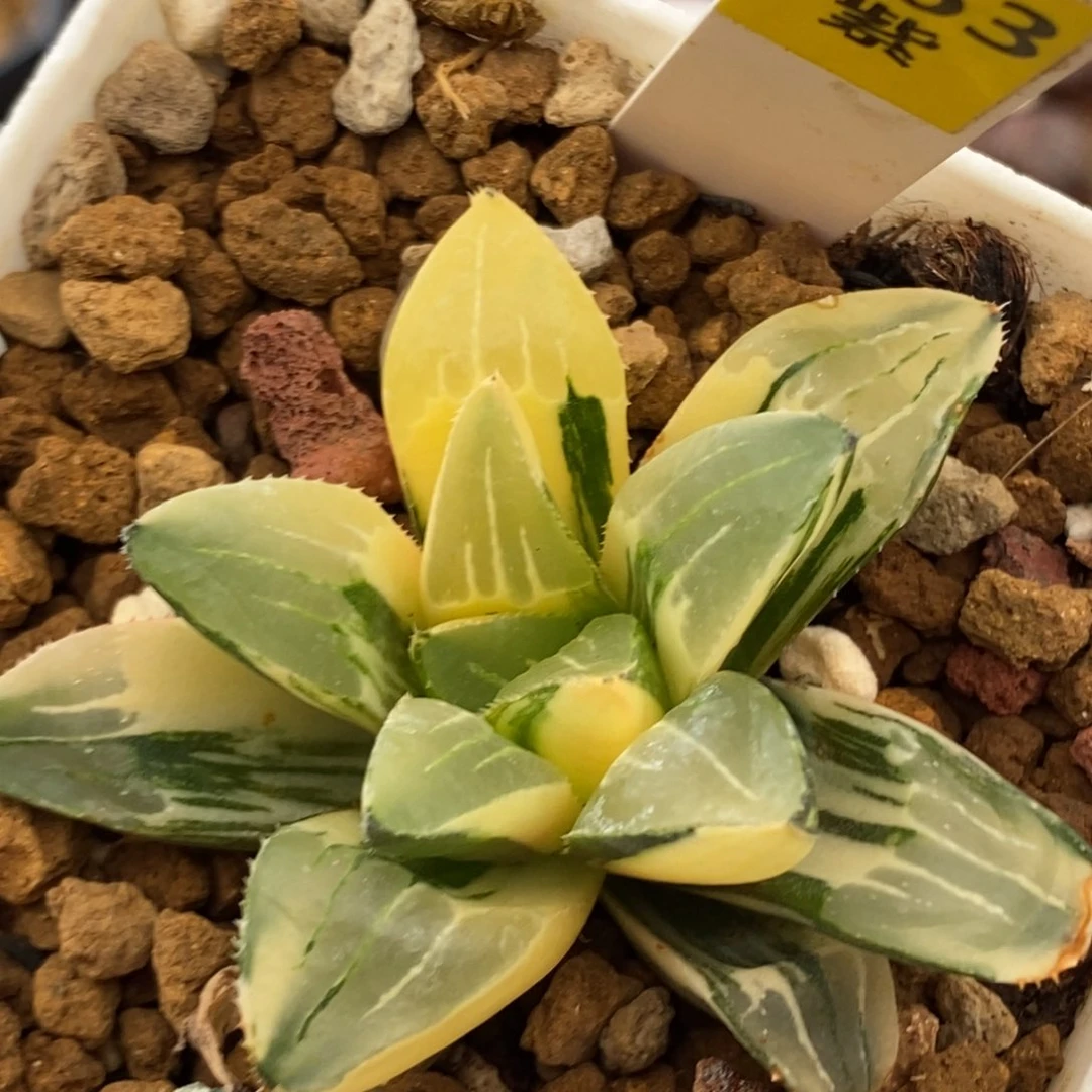 空****天363姬寿锦多肉植物组合