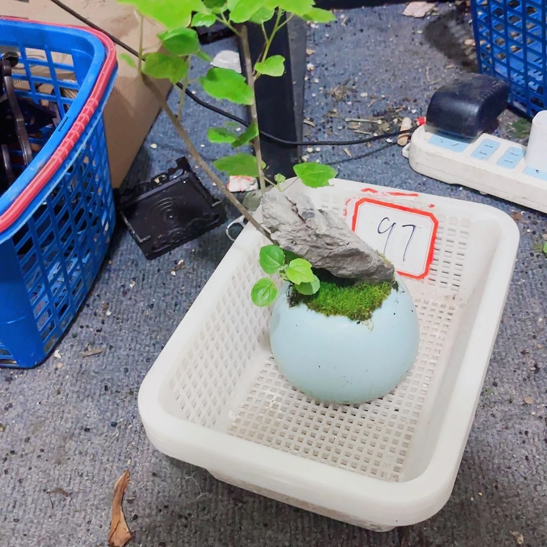 全部花朵小****爷一物一拍 所见即所得97