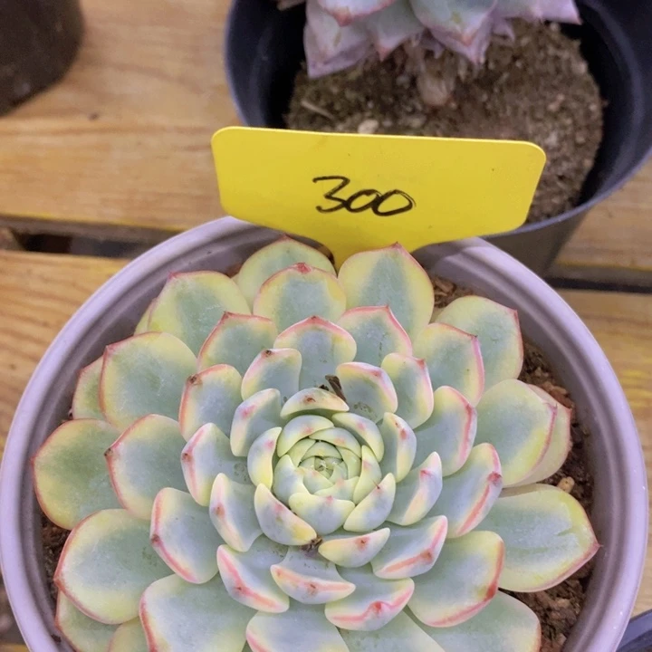 开心多肉，预约7月5号直播