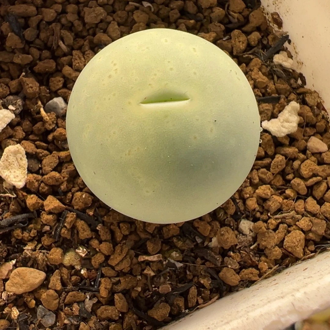 051多肉植物种类多样