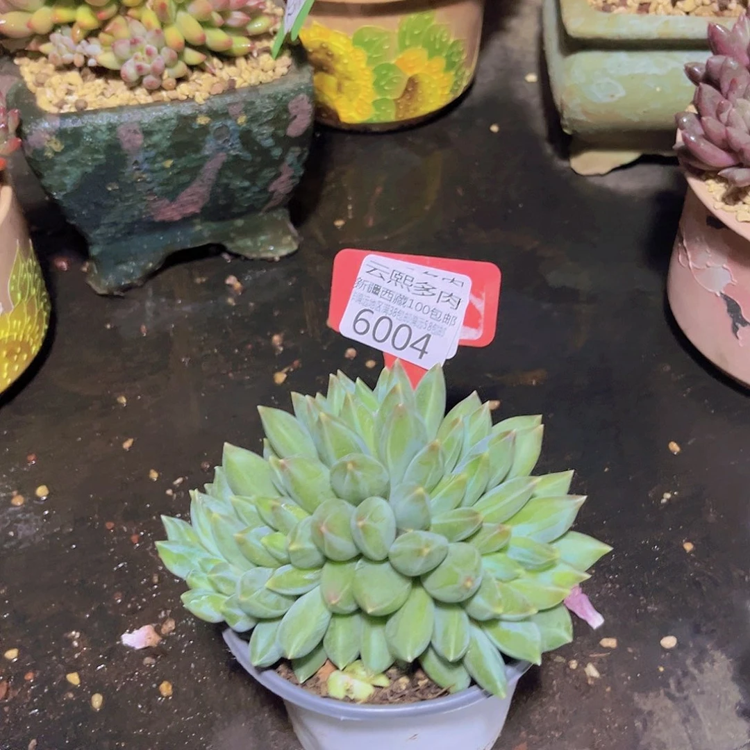 6004重楼美人多肉植物
