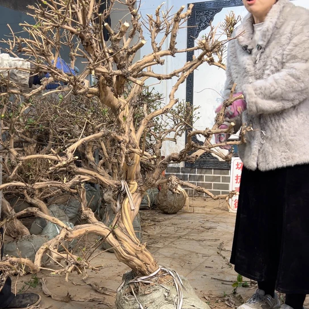 无花朵金银花888888