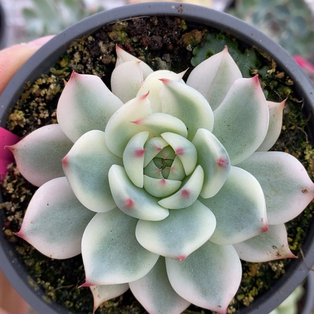 559覆轮锦吉娃娃锦锦锦锦