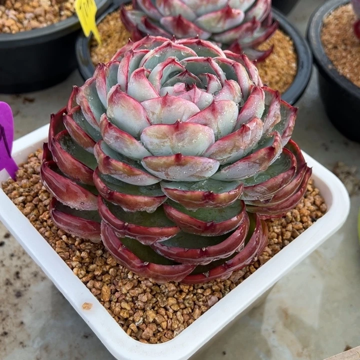 59惊鸿仙子 夏鸣园艺