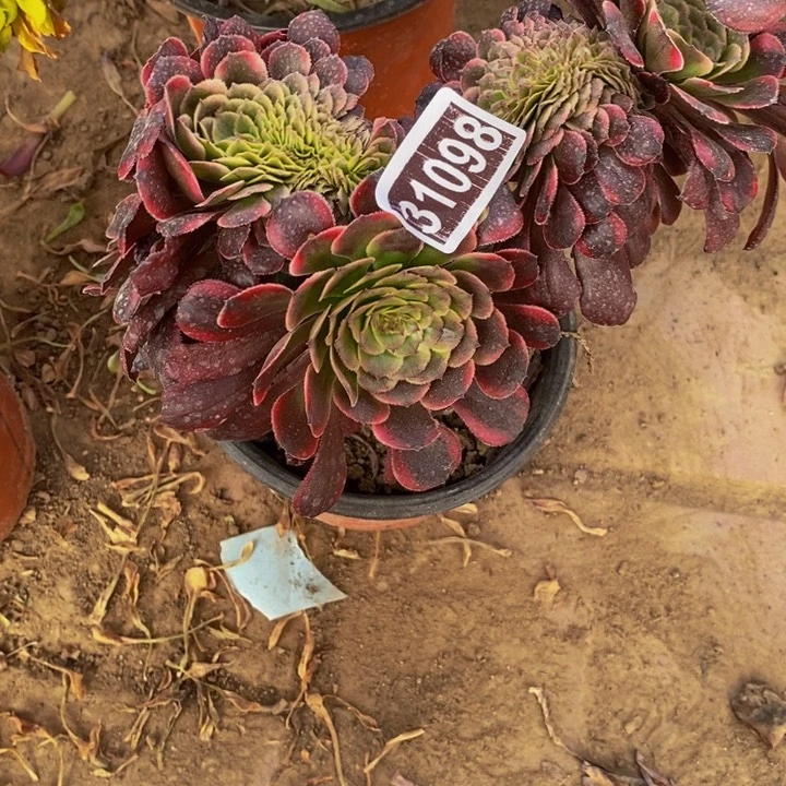 31098号黑金刚缀