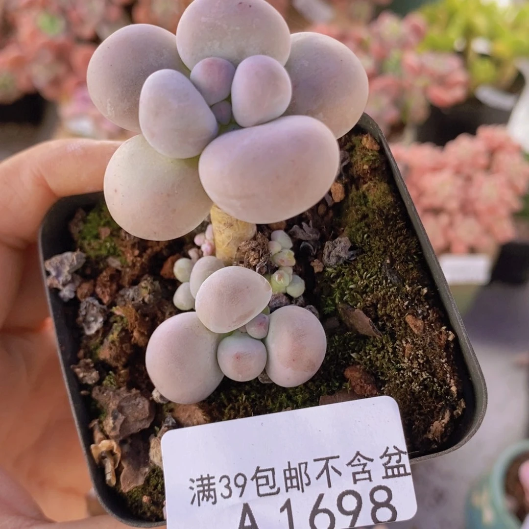 芭比奶洛1698多肉植物