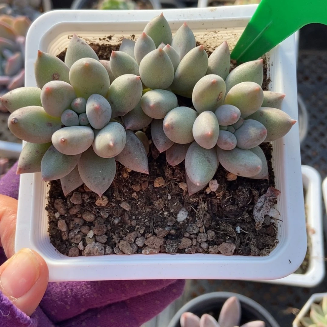 1002所罗门多肉植物多肉