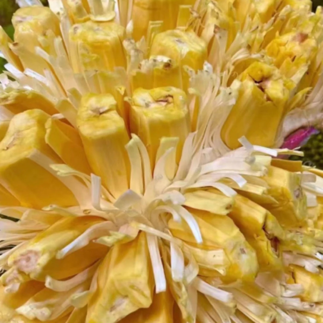【去芯】越南菠萝蜜(黄肉)整个