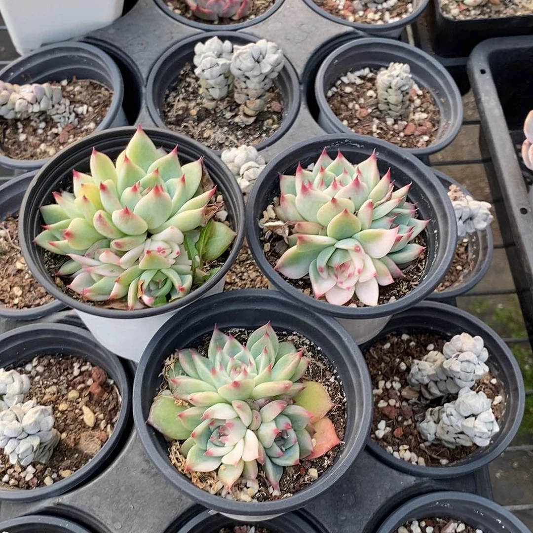 自*~1266三颗炸多肉植物哇啦塞