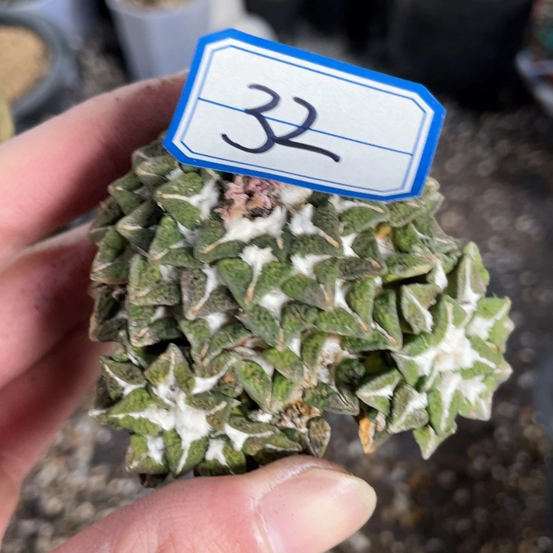 32号自根黑牡丹微黄体