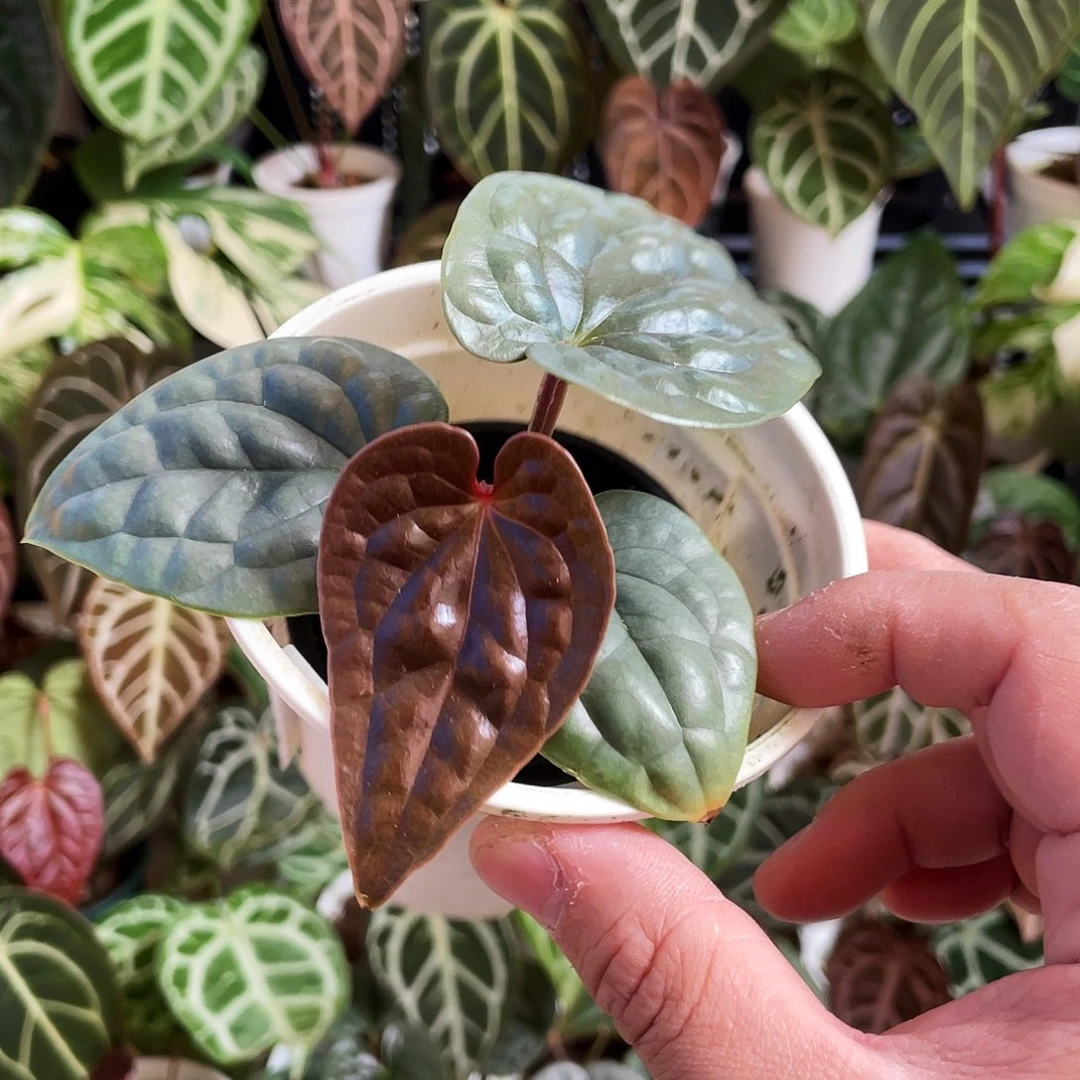 完全开放奢华籽播