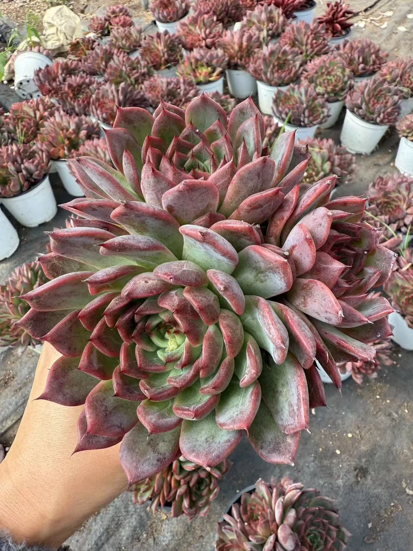 诺玛德三头起 多肉植物 两单包邮