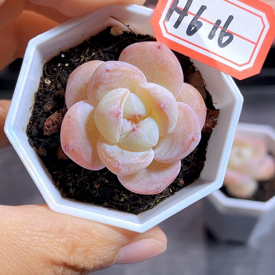 H616 牛奶糖满18包邮