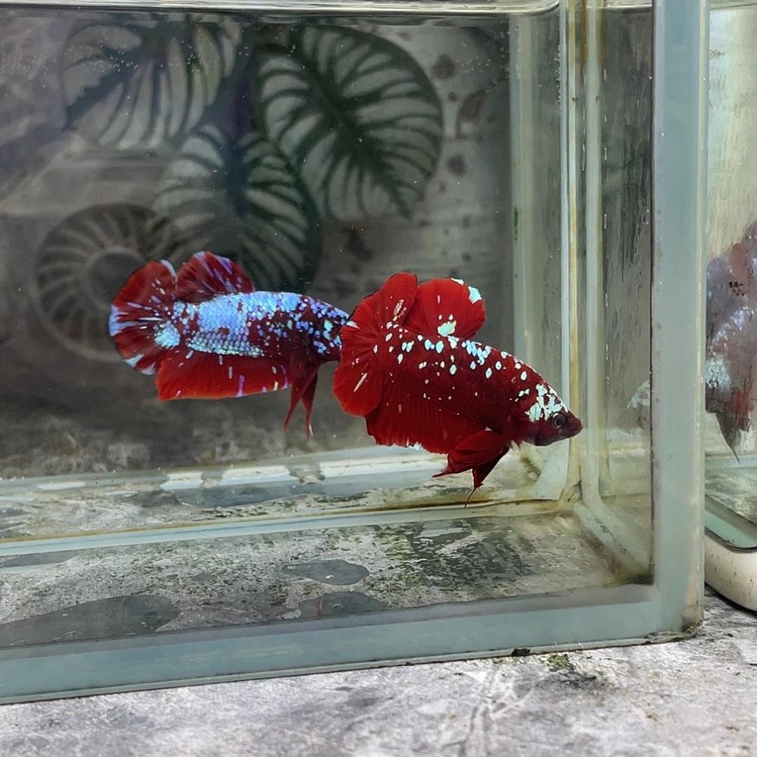 斗鱼育平斗鱼泰国斗鱼