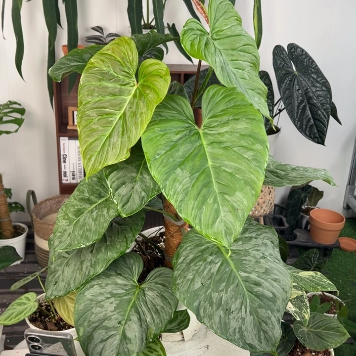 不开花植物宏伟（南美荧光杂索迪罗）蔓绿绒