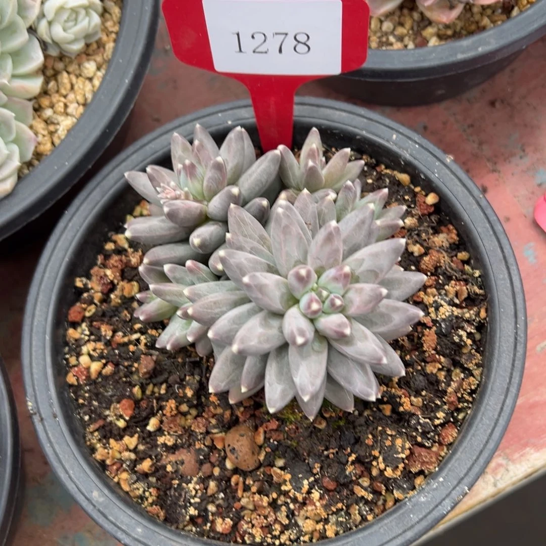 龙*1278肉多哦肉多哦多哦