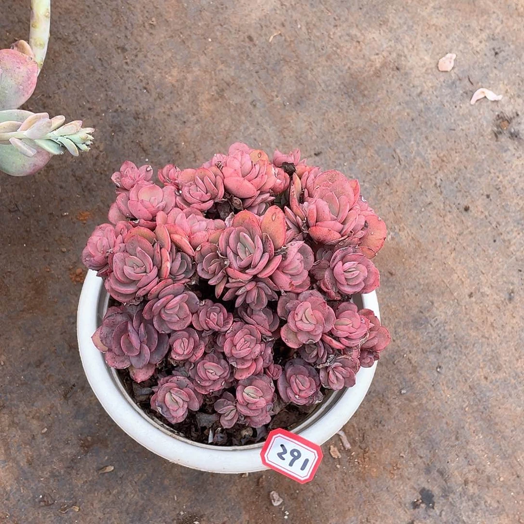 291秀妍 一物一拍多肉