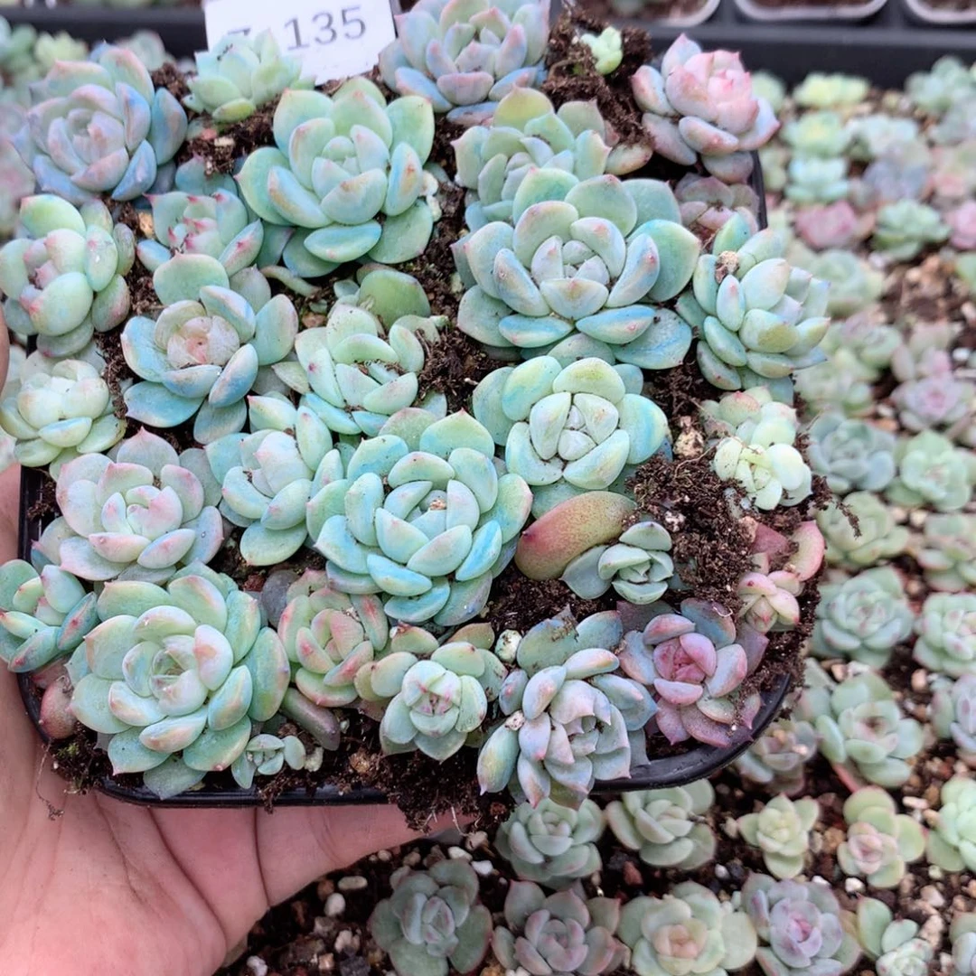 庚***城无花朵Z135英语英语